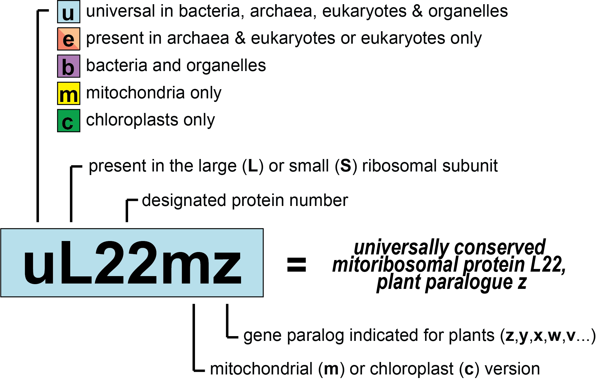 Enlarged view: Nomenclature system for ribosomal proteins