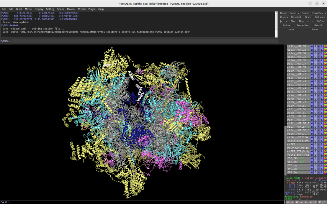 Screenshot of the Pymol session depicting the mammalian 55S mitoribosome