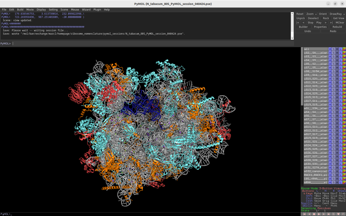Screenshot of the Pymol session depicting the plant cytosolic 80S ribosome