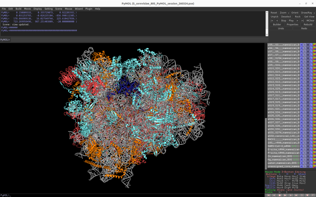 Screenshot of the Pymol session showing the mammalian cytosolic 80S ribosome
