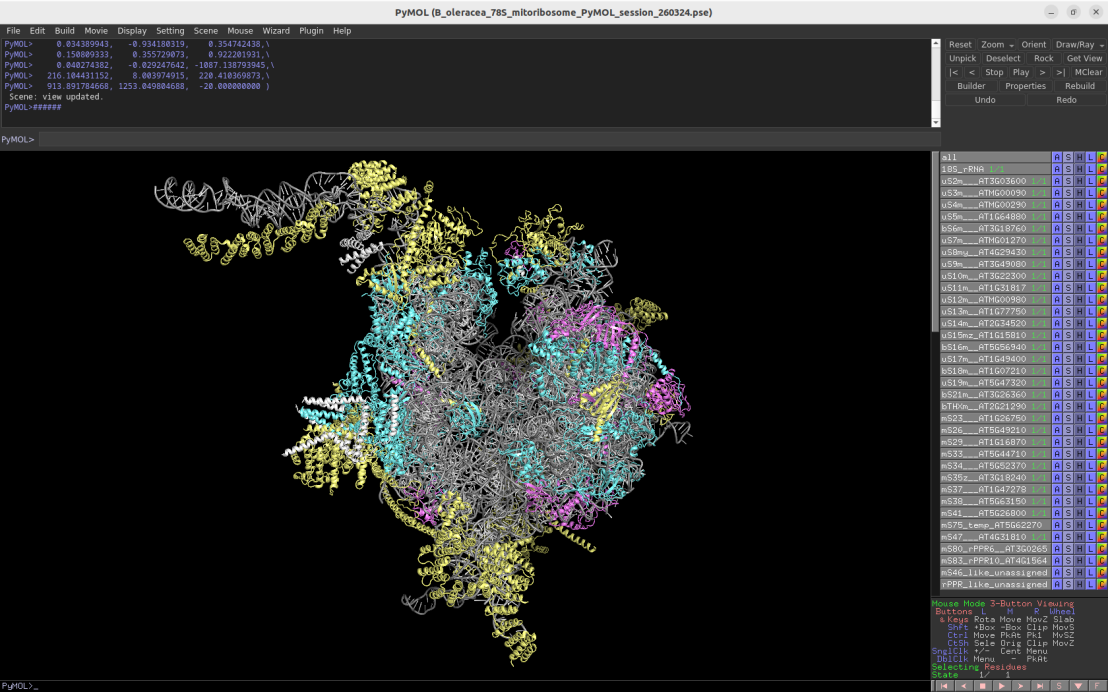 Screenshot of the Pymol session depicting the plant mitoribosome
