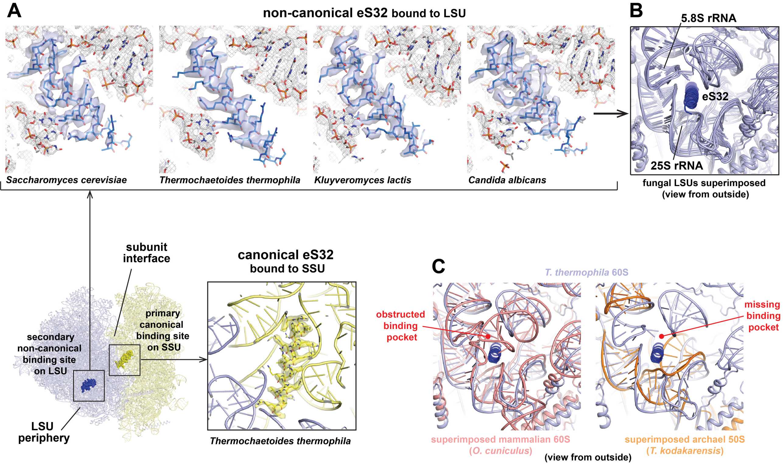 Non-canonical binding of eS32 at the periphery of the large ribosomal subunit.